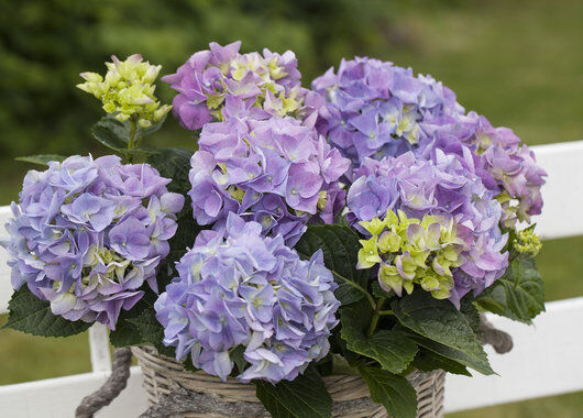 Blålilla hortensia Blålilla hortensia